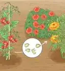 cuidar una planta de tomates