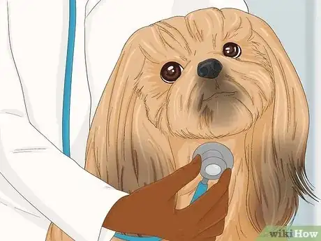Imagen titulada Take Care of a Shih Tzu Step 9