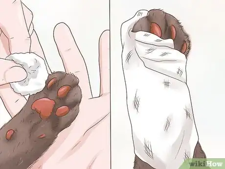 Imagen titulada Treat a Limping Cat Step 3