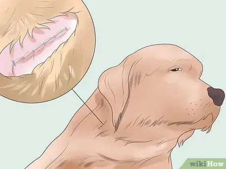 Imagen titulada Treat Dog Bite Wounds on Dogs Step 14