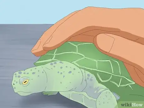 Imagen titulada Pet a Turtle Step 6