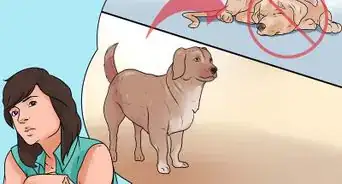 identificar la sarna en perros