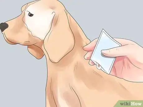 Imagen titulada Treat Dog Bite Wounds on Dogs Step 10