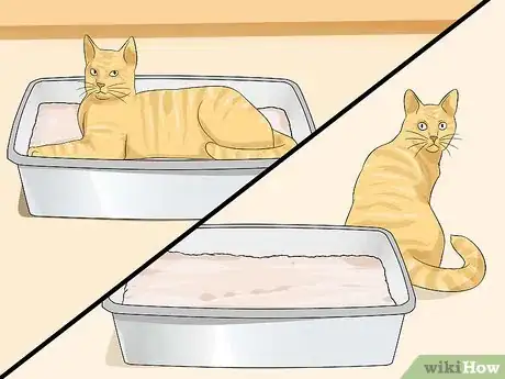 Imagen titulada Clean a Litter Box Step 12