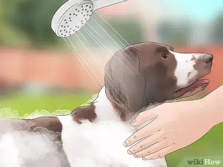 Imagen titulada Keep Flies Off Dogs Step 1