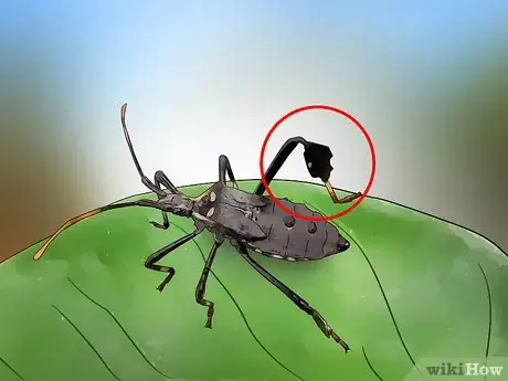Imagen titulada Kill Leaf Footed Bugs Step 2