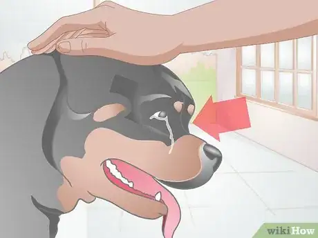 Imagen titulada Clean Gunk from Your Dog's Eyes Step 3