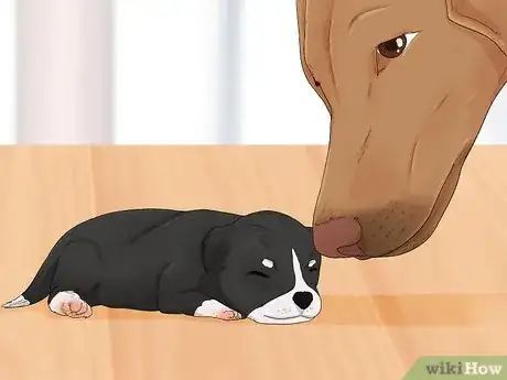 Imagen titulada Handle a Mother Dog Refusing to Stay with Her Puppies Step 12