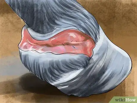 Imagen titulada Treat a Hoof Abscess in Horses Step 2