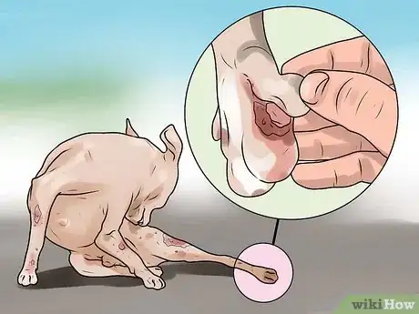 Imagen titulada Identify Mange on Dogs Step 13