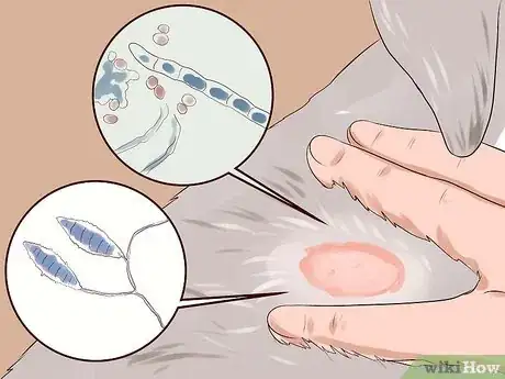 Imagen titulada Check a Dog for Ringworm Step 11