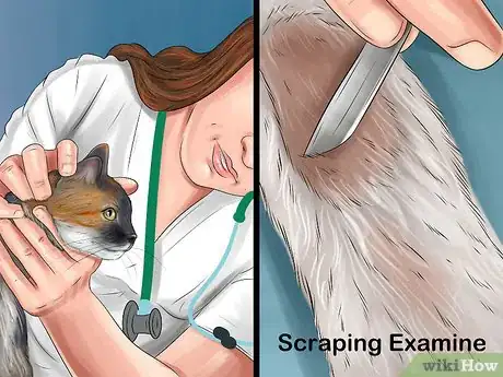 Imagen titulada Get Rid of Harvest Mite Infestations in Cats Step 4
