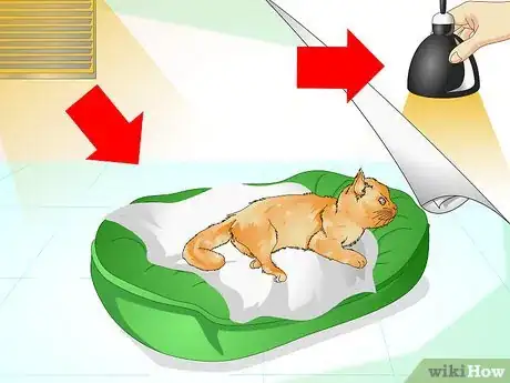 Imagen titulada Comfort a Dying Cat Step 3