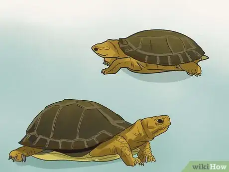 Imagen titulada Take Care of a Land Turtle Step 2