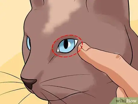 Imagen titulada Diagnose Eyelid Conditions in Cats Step 16