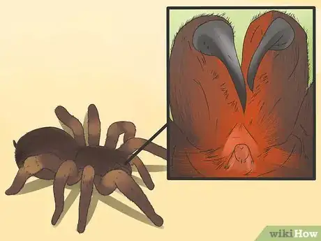 Imagen titulada Identify a Tarantula Spider Step 7