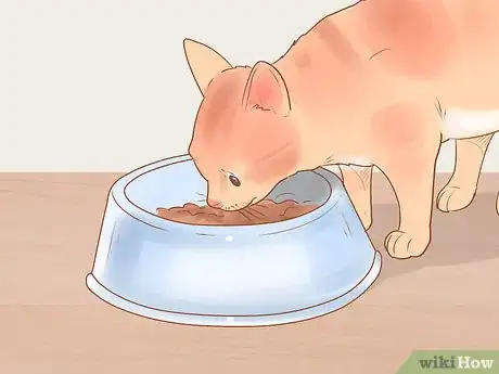 Imagen titulada Administer Insulin to a Cat Step 8