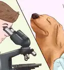 identificar los diferentes gusanos de los perros