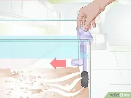 Imagen titulada Breed Malawi Cichlids Step 3