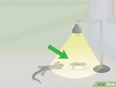 Imagen titulada Catch a Blue Tailed Skink Step 11