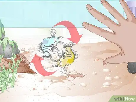 Imagen titulada Breed Malawi Cichlids Step 11