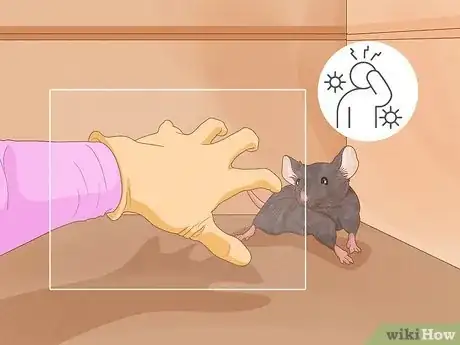 Imagen titulada Humanely Kill a Rodent Step 17