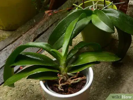 Imagen titulada Repot an Orchid Step 1