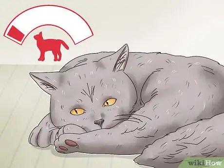 Imagen titulada Identify a British Shorthair Cat Step 8