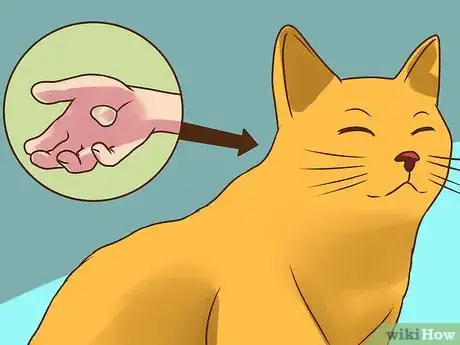 Imagen titulada Treat Lice in Cats Step 19