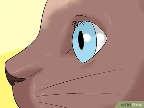 Imagen titulada Diagnose Eyelid Conditions in Cats Step 10