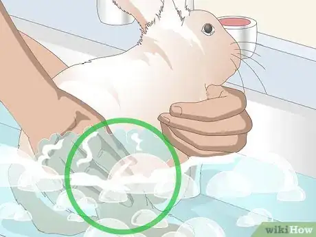 Imagen titulada Keep Your Rabbit's Fur Clean and Untangled Step 12