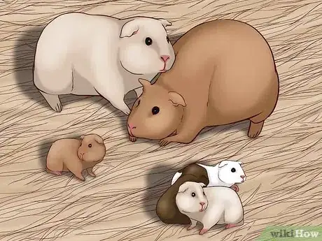 Imagen titulada Care for a Pregnant Guinea Pig Step 6