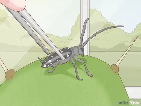 Imagen titulada Get Rid of Cactus Bugs Step 2