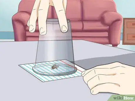 Imagen titulada Catch Flies Step 11