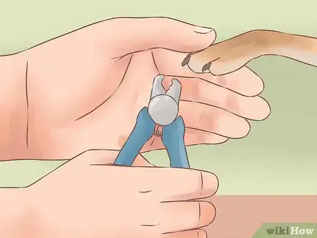 Imagen titulada Care for Your Chihuahua Puppy Step 19