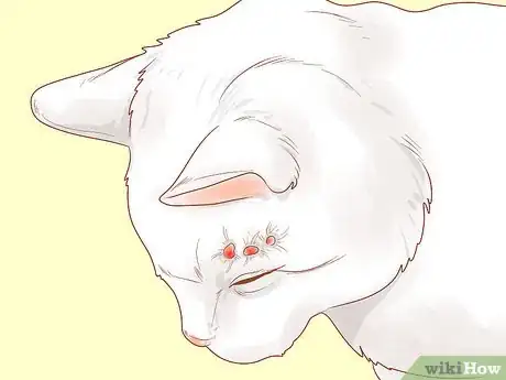 Imagen titulada Recognize Skin Cancer in Cats Step 11