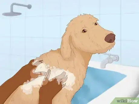 Imagen titulada Groom a Goldendoodle Step 3