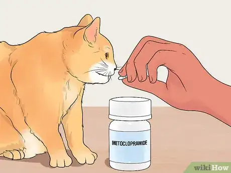 Imagen titulada Treat Feline Regurgitation Step 10