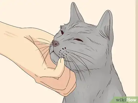 Imagen titulada Get a Cat to Stop Meowing Step 23