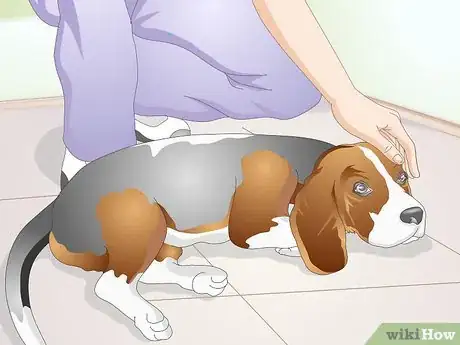 Imagen titulada Clean Gunk from Your Dog's Eyes Step 6