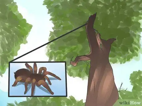 Imagen titulada Identify a Tarantula Spider Step 8