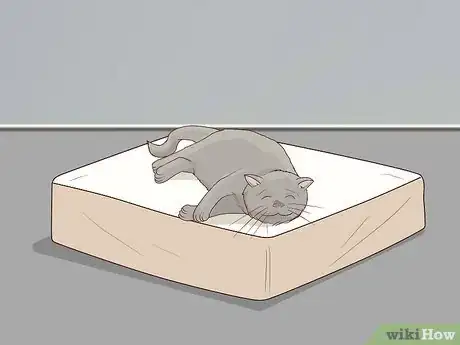 Imagen titulada Deal with a Paralyzed Cat Step 1