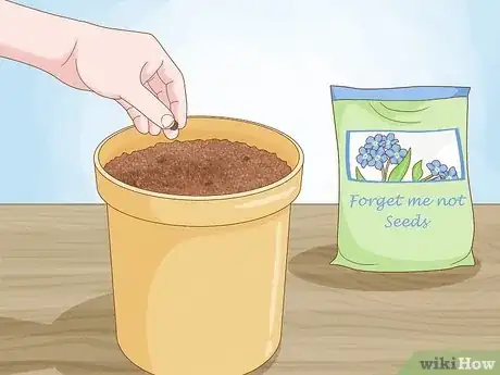 Imagen titulada Plant Forget Me Not Seeds Step 8