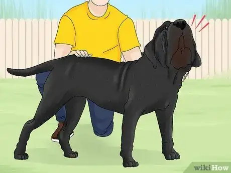 Imagen titulada Identify a Neapolitan Mastiff Step 15