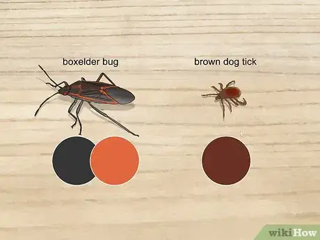 Imagen titulada Identify an Insect Step 4