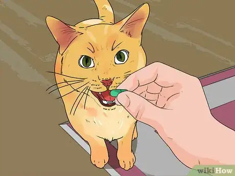Imagen titulada Treat Feline Cancer Step 11