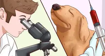identificar los diferentes gusanos de los perros