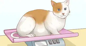 contar las calorías en la comida de tu gato