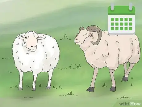 Imagen titulada Breed Sheep Step 11