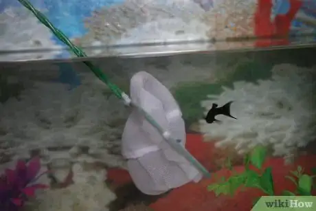 Imagen titulada Prepare Fish Tank Gravel Step 7